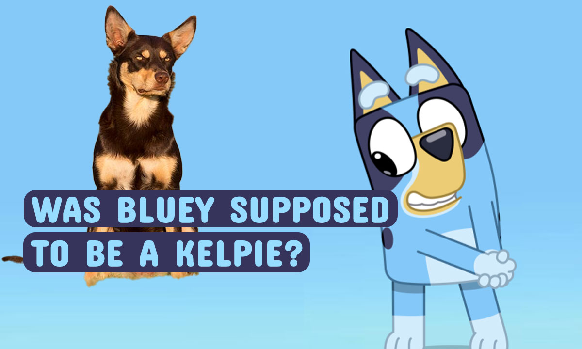 Was Bluey Supposed to Be a Kelpie?